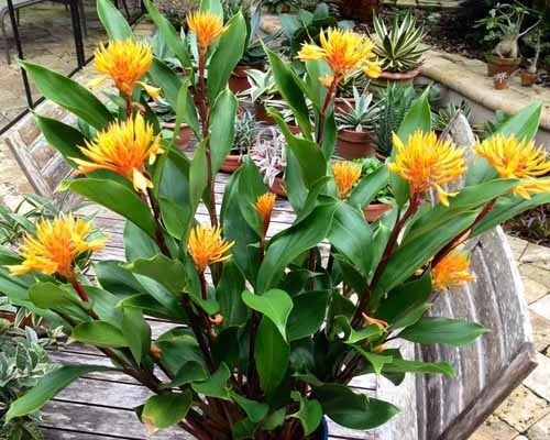 Golden Brush Dwarf Ginger - Burbidgea schizocheila- SMALL ROOTED STARTER Plant Garden Plants