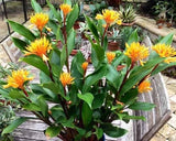 Golden Brush Dwarf Ginger - Burbidgea schizocheila- SMALL ROOTED STARTER Plant Garden Plants