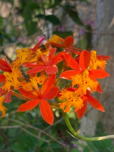 8 Fire Star Orchids, rooted keikis. Gorgeous and unbelievably easy to grow. Orchids