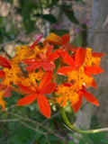 8 Fire Star Orchids, rooted keikis. Gorgeous and unbelievably easy to grow. Orchids