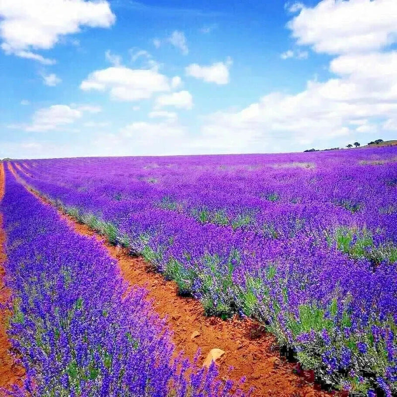 200+ LAVENDER VERA SEEDS AUTUMN MOSQUITO INSECT REPELLENT PERENNIAL NON-GMO USA Garden Plants