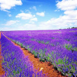 200+ LAVENDER VERA SEEDS AUTUMN MOSQUITO INSECT REPELLENT PERENNIAL NON-GMO USA Garden Plants
