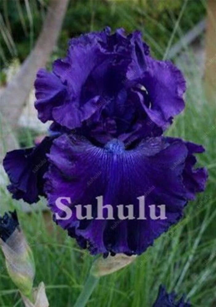 20 SEEDS for Deep Purple IRIS rare flower exotic bloom garden plant USA Seller Garden Plants