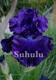 20 SEEDS for Deep Purple IRIS rare flower exotic bloom garden plant USA Seller Garden Plants
