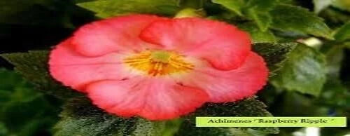 Achimenes Double Imported Flower Bulbs (Raspberry Ripple) Pack of 2 bulbs Ranunculus
