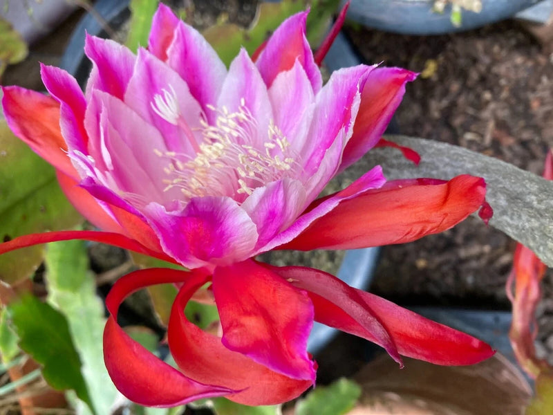 25+ SEEDS Epiphyllum Orchid Cactus NINJA x LETTY MAE free shipping Orchids