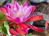 25+ SEEDS Epiphyllum Orchid Cactus NINJA x LETTY MAE free shipping Orchids
