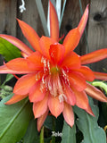 Tele epiphyllum cutting Orchids