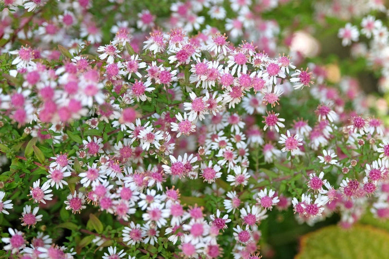 100 LADY In BLACK Calico ASTER Aster Lateriflorus Flower Seeds Flowering Plants