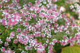 100 LADY In BLACK Calico ASTER Aster Lateriflorus Flower Seeds Flowering Plants