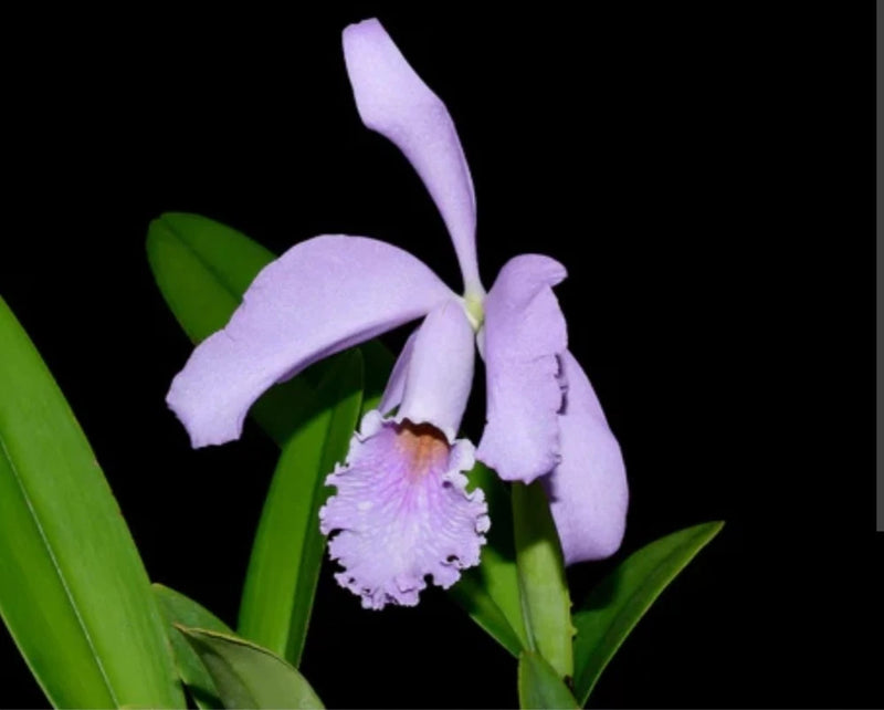 Lavender cattleya orchid bloom with white ruffled lip and green leaves