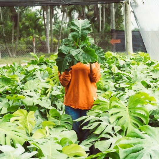 Large green elephant ear tropical leaves