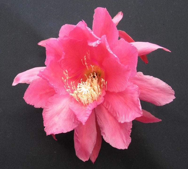 Pink orchid cactus (Epiphyllum) flower with ruffled petals and yellow center