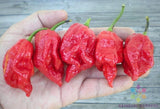 25+ 7 Pot Barrackpore Hot Pepper Seeds for Garden - USA - FREE SHIPPING! Garden Plants