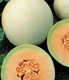 HONEYDEW  SEEDS 50+ "ORANGE FLESH" CANTALOUPE garden MELON fruit FREE SHIPPING Garden Plants