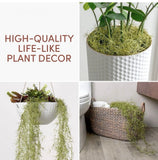 spanish moss air plant Orchids
