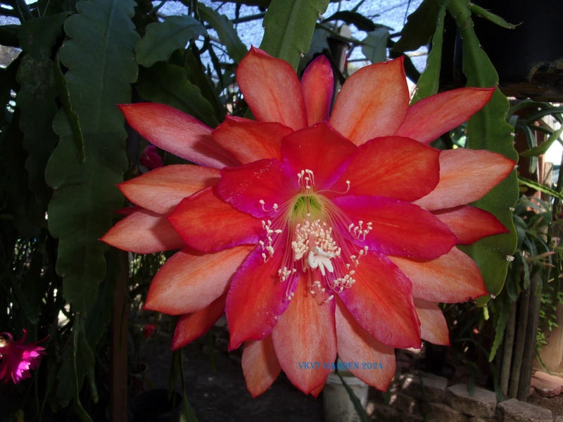 Epiphyllum cactus orchid flower with orange and red petals and long white stamens