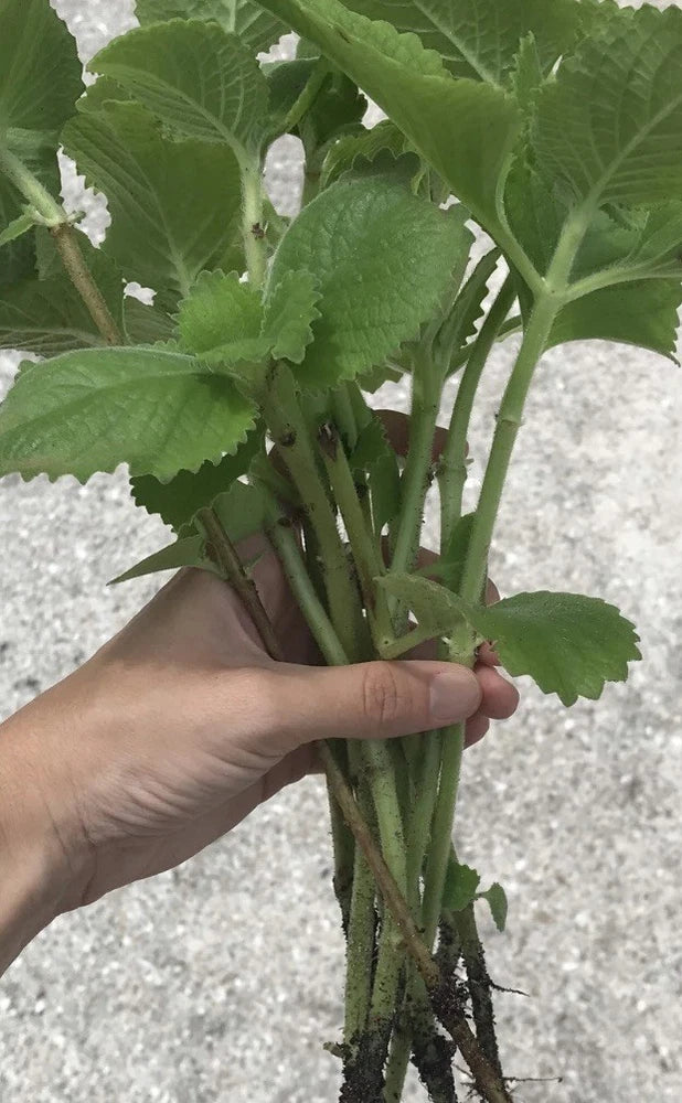 Five Cuban Oregano Cuttings Approximately 8 To 10 Inches Long, From Florida Green Plant