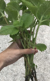 Five Cuban Oregano Cuttings Approximately 8 To 10 Inches Long, From Florida Green Plant