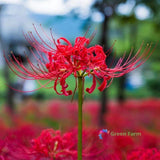 10 Bulbs Lycoris Hurricane Lilies Cluster Amaryllis Flowering Perennial Plants Flowering Plants
