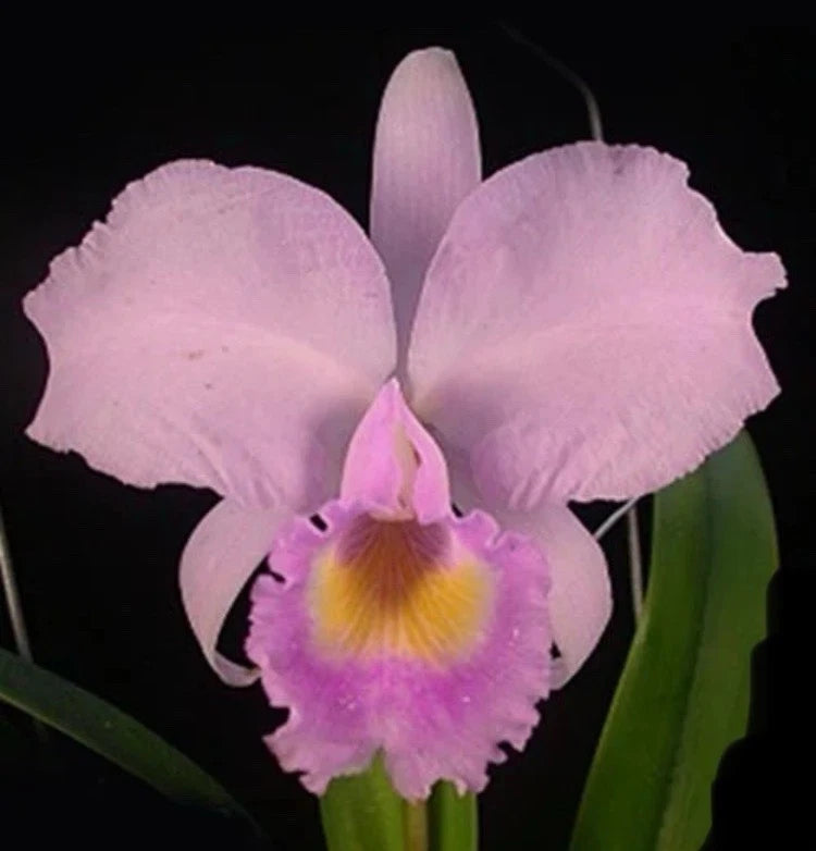 Light pink orchid flower with yellow center and purple lip, on green leaves