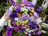 Dried Statice Sinuata Peach, White, Purple Mix 20+ Stems Wildflowers Weddings Dried Flower