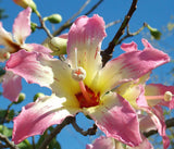 Chorisia speciosa exotic flowering tree silk floss bottle kapok seed 10 seeds Orchids