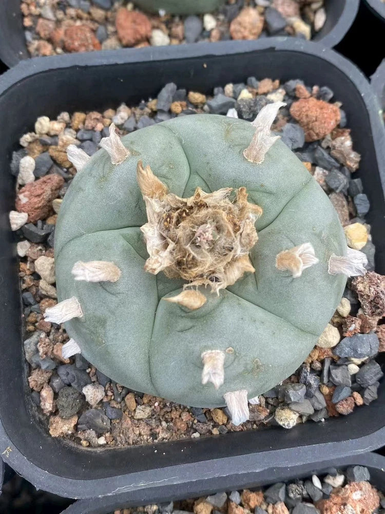 Small potted blue-green succulent cactus with pale dried center on gravel