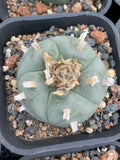 1PCS 5CM LW Succulent Cactus Plant Beautiful Cactus Garden DŽcor Boutique Garden Plants