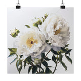 White Peony Flower Art Print, Peonies Flower Painting, Flower DŽcor 05 Peony