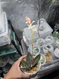 Live Jewel Orchid Plant - 4ÓGrow  Pot Orchids