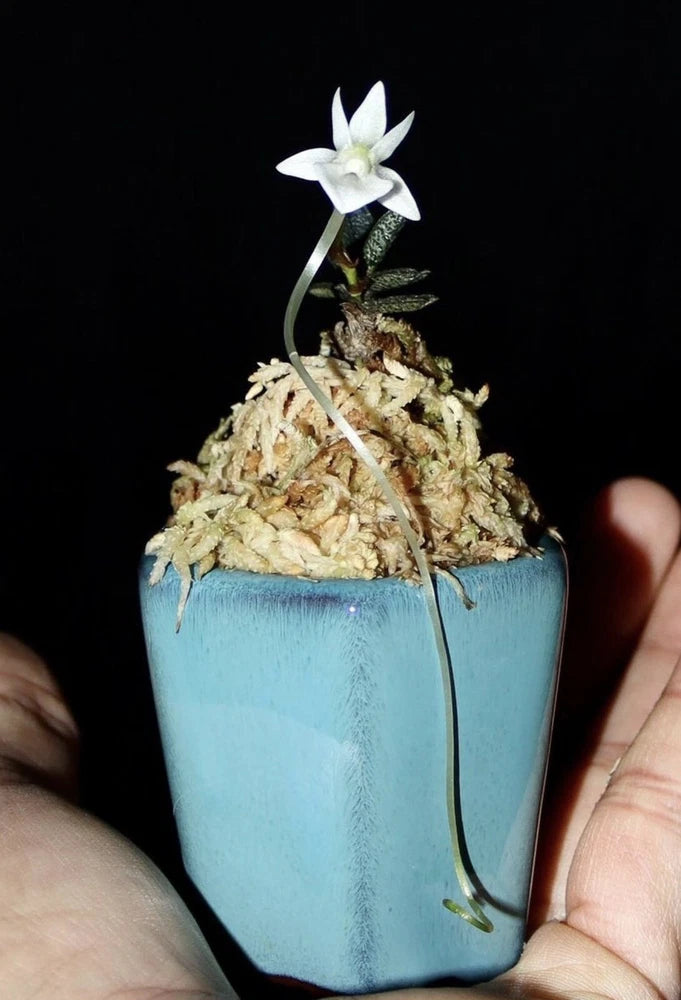 Angraecum urschianum rare African miniature orchid Angraecoid Aerangis Seedlings Orchids