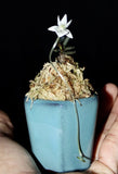 Angraecum urschianum rare African miniature orchid Angraecoid Aerangis Seedlings Orchids