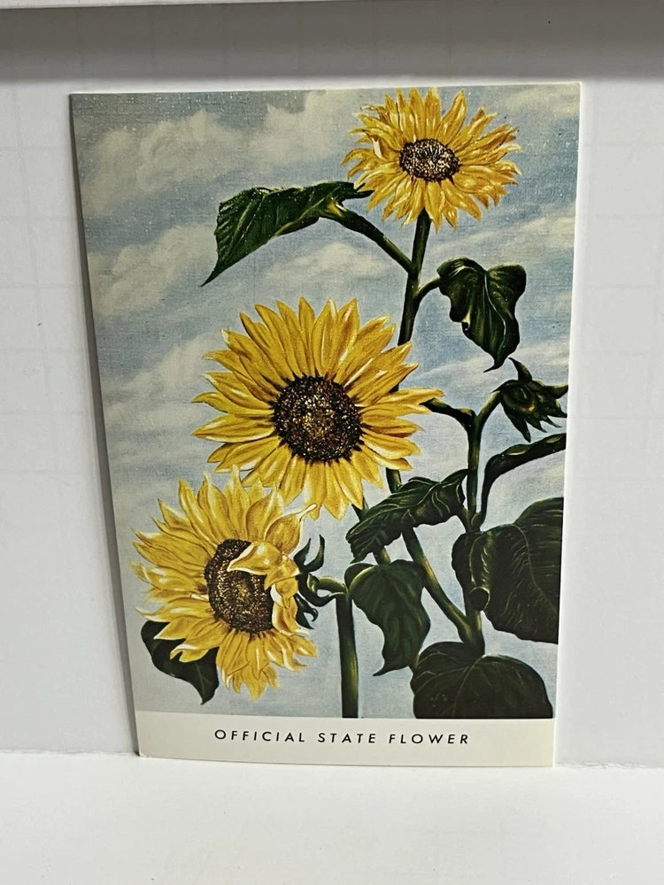Kansas Official State Flower Sunflower Postcard B57 Sunflower