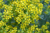 50 YELLOW RUE Herb of Grace Common Ruta Graveolens Fragrant Evergreen Flower See Flowering Plants