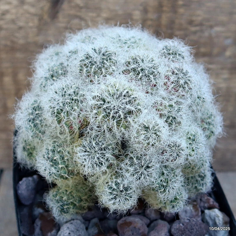 Grafted cactus plant with dense white fuzzy spines and green stems