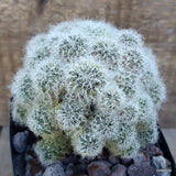 A7583 SULCOREBUTIA HERTUSII GRAFT pot12-H14-W14 cm MaMa Cactus Green Plant