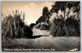 Vintage PPC Postcard -  Pampas Grass, Kearney Ave, Fresno, Cal" Pampas Grass