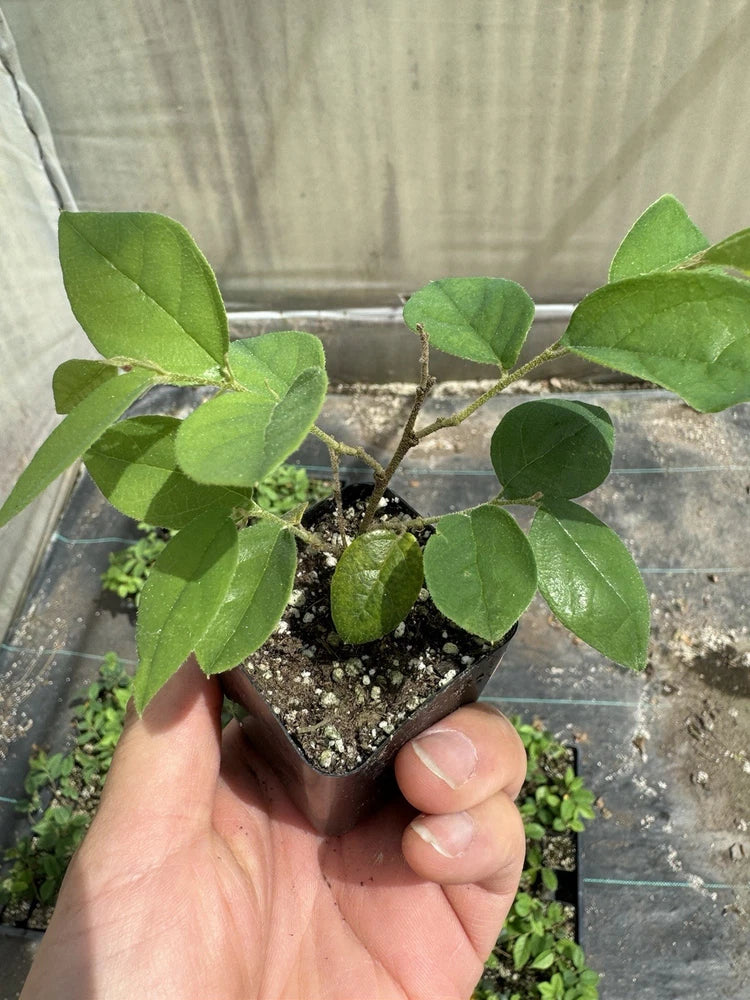 White Chinese fringe flower plant in small square pot with green leaves