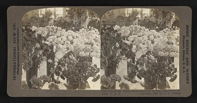 Prize carnations Flower Show Louisiana Purchase Exposition St Louis- Old Photo Carnation