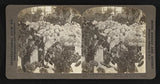 Prize carnations Flower Show Louisiana Purchase Exposition St Louis- Old Photo Carnation
