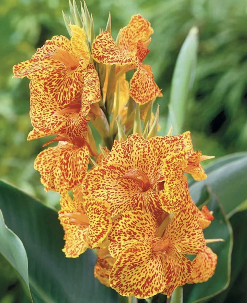 Speckled orange canna lily flowers with red mottled pattern