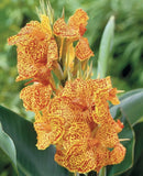 Canna lily Picasso Dormant Flower 3 Bulb Lily