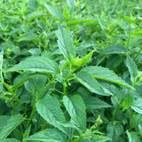 Skullcap (Mad Dog) Seeds (Scutellaria lateriflora) ~Traditional Herb Garden Garden Plants