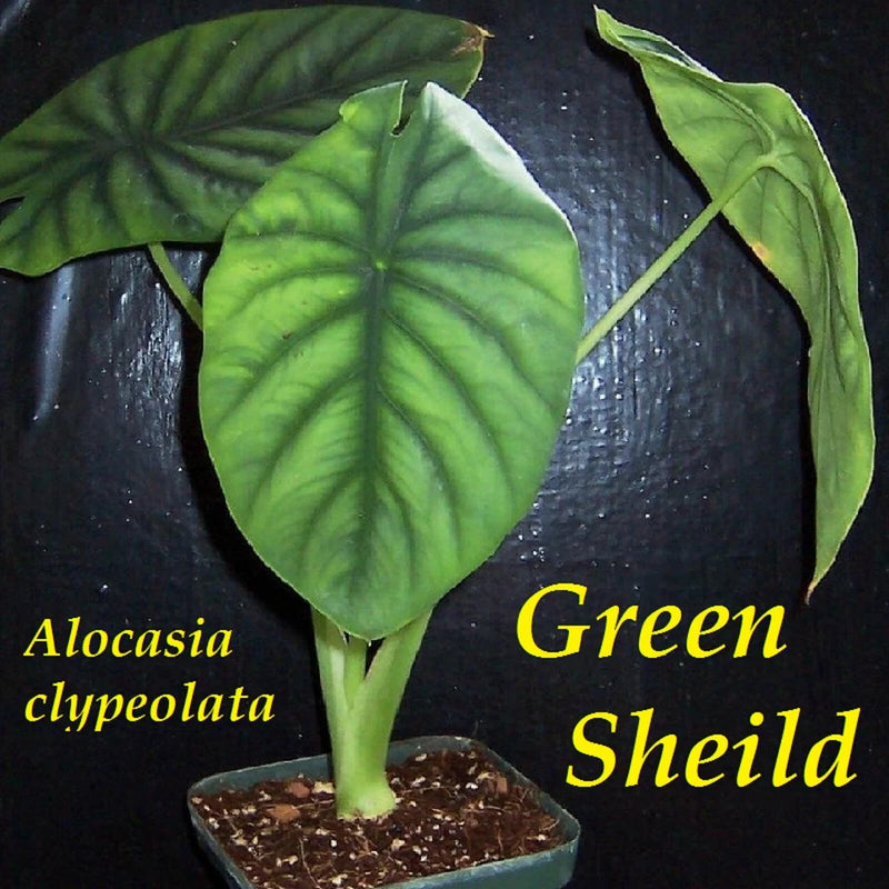 Green Shield Alocasia clypeolata live plant in small pot with green leaves