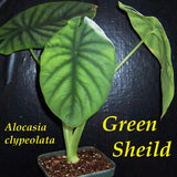 ~GREEN SHIELD~ Alocasia clypeolata Rare Philippine Aroid Live Sml Potd Plant Orchids