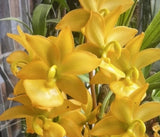 ORCHID PLANT Cyc TAiyhoung No #1 Smtoga 1 Small Starter Bulb No Pot Orchids
