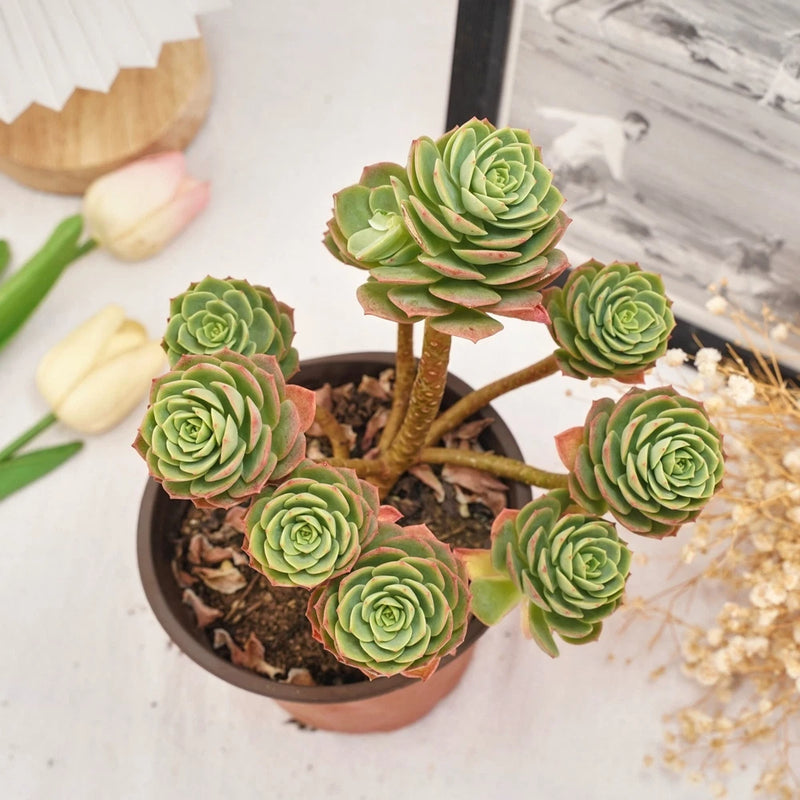 5'' Sedeveria Green Rose, Live Succulent Plants,Rare Plants Roses