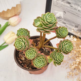 5'' Sedeveria Green Rose, Live Succulent Plants,Rare Plants Roses