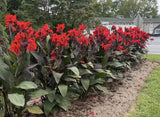 25 Tall Canna Lily SEEDS~RED KING HUMBERT~Large Flowers!FREE SHIPPING~USA Seller Lily